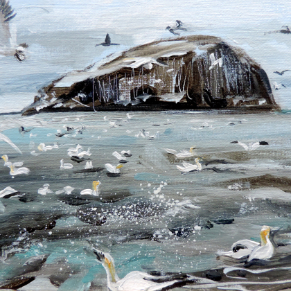 gannets seabirds